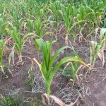 Good Start, Grim Outlook